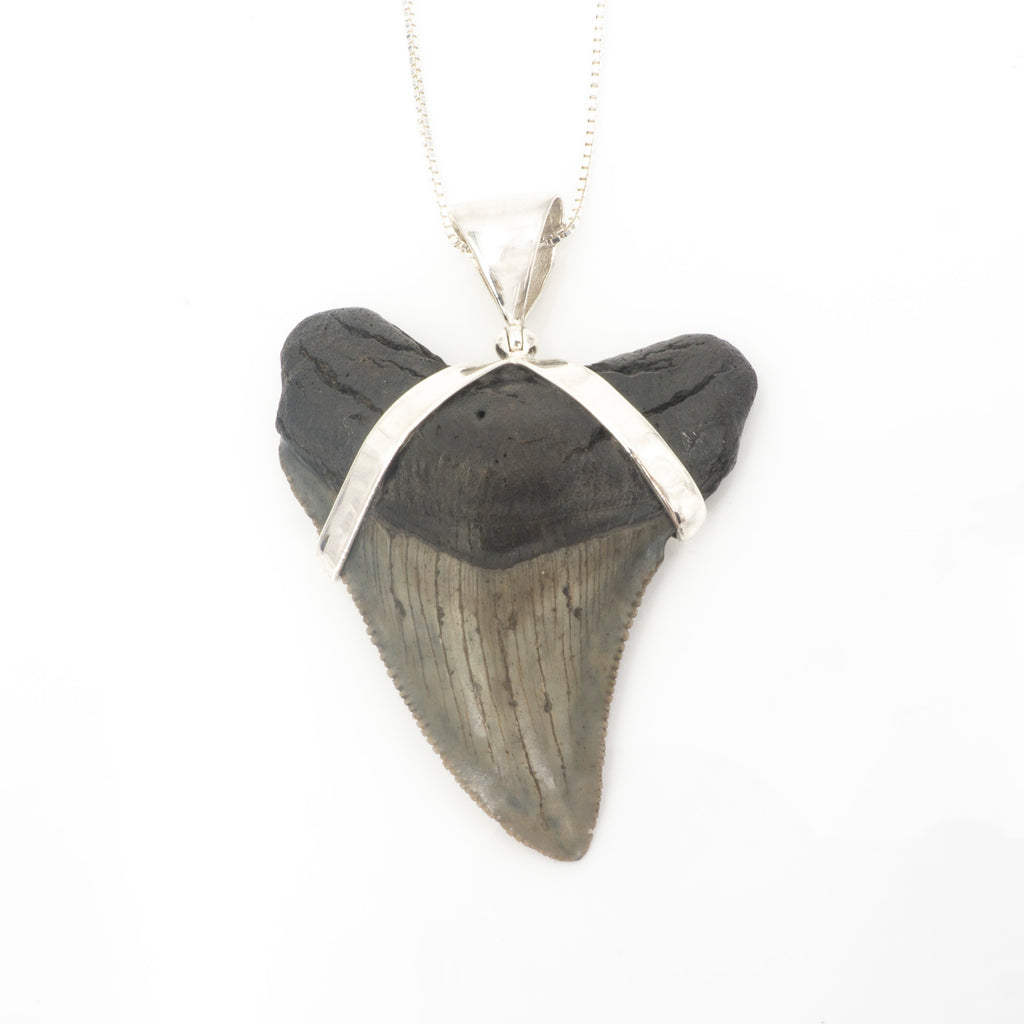 S/S Fossil Shark Tooth Pendant