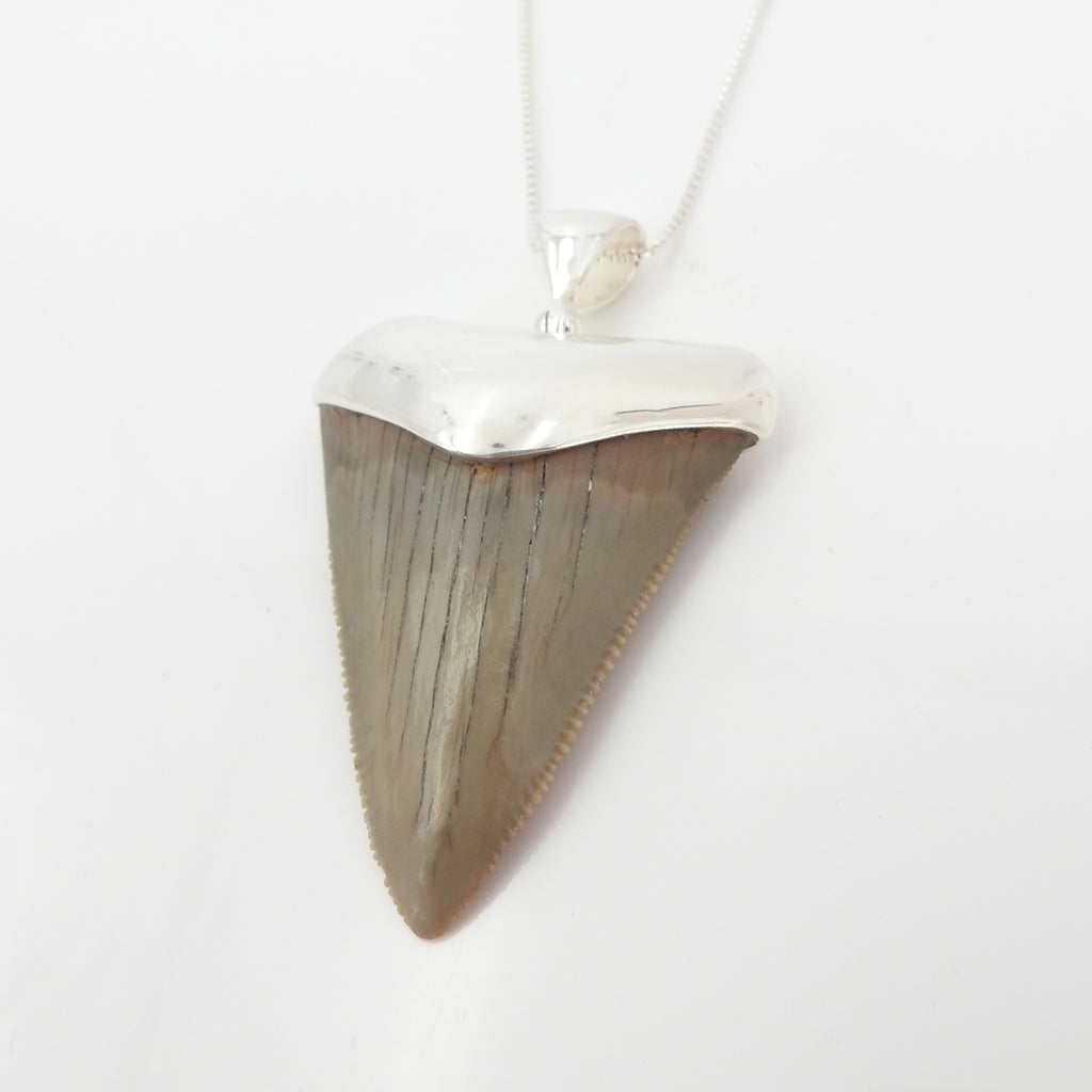 Sterling Silver Fossilized Shark Tooth Pendant